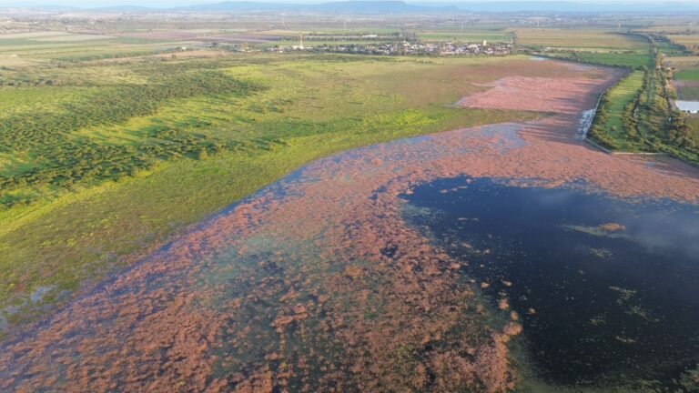 Tragedia en Silva: el infierno aviar que llevó a salvar su presa en 1995