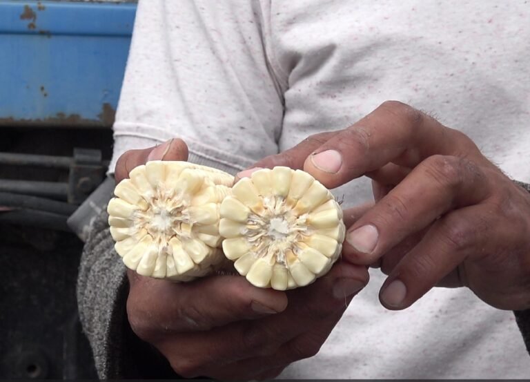 Urge a productores de Purísima iniciar siembra; esperan semilla, pero de calidad